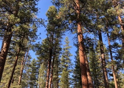 The Nature Conservancy avoids talking about the climate impacts of logging.