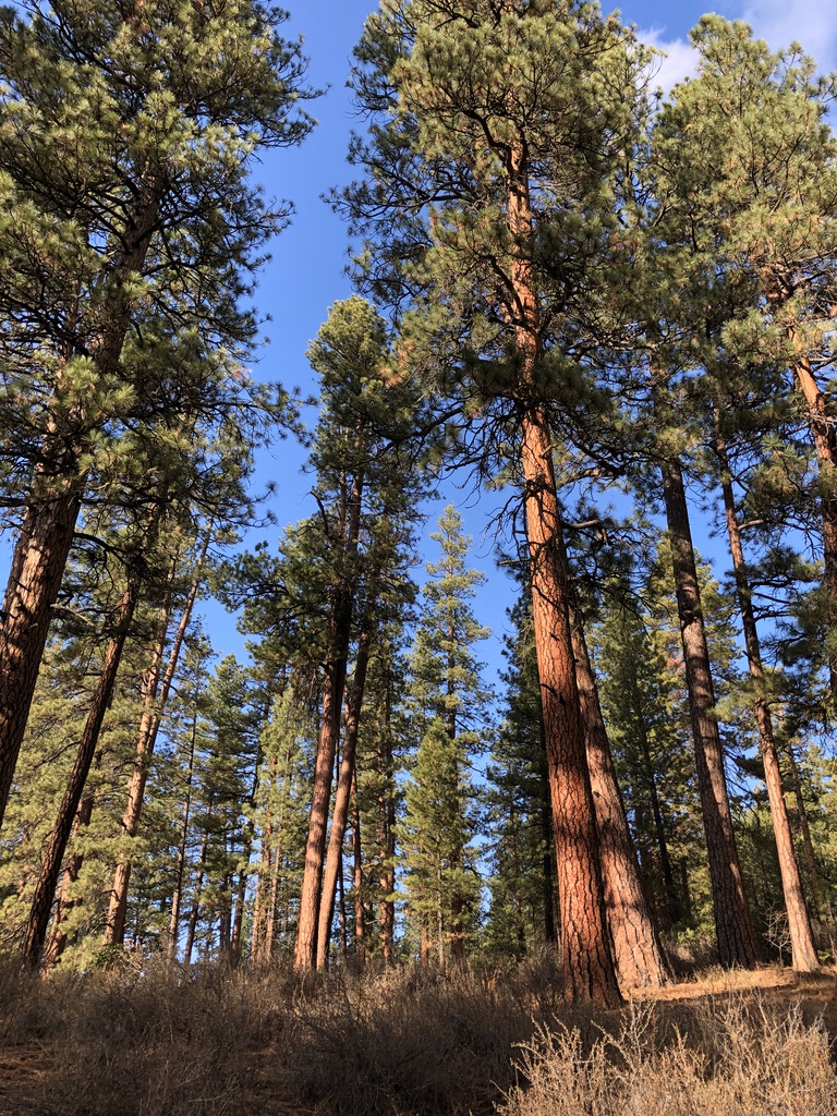 Old growth Ponderosa Pine near Bend, Oregon